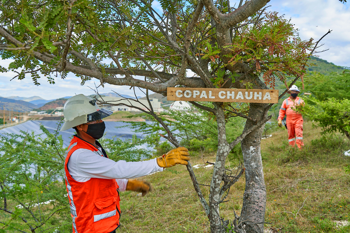 Reforestation program at Capela