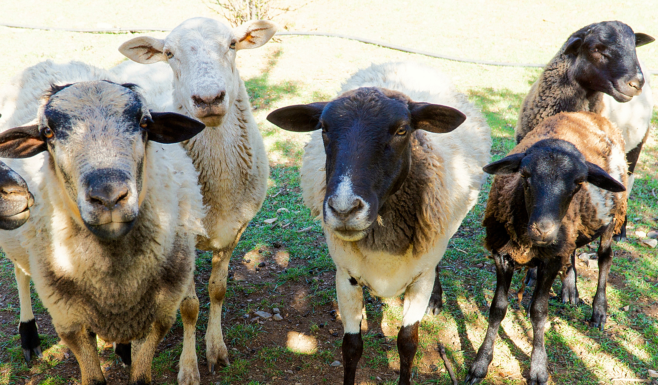 Flock at the La Noria Recreational Center, Sabinas unit