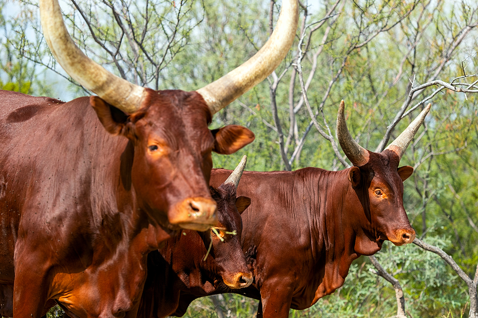 Certified brucellosis-free cattle, Tizapa unit