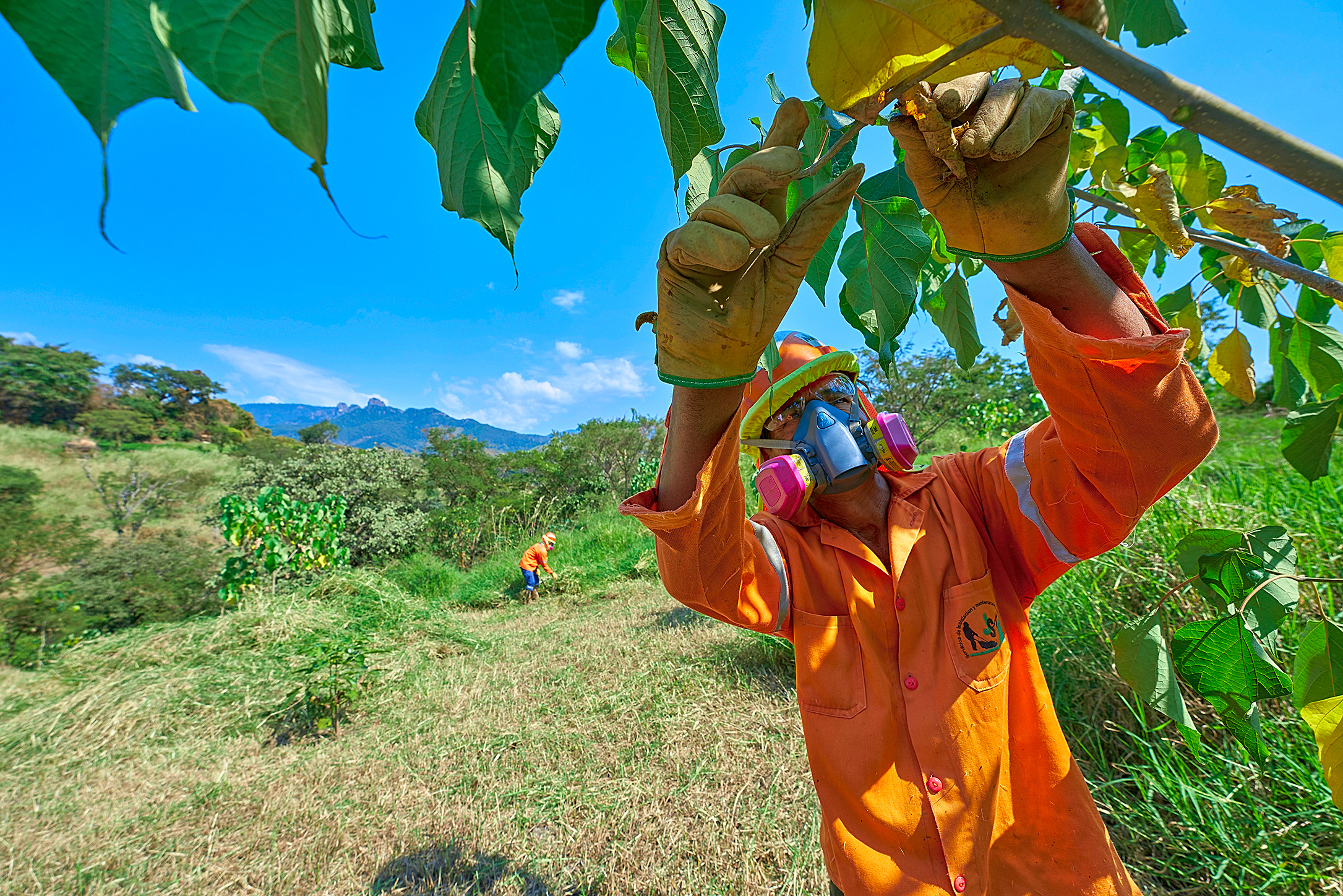 Trabajos de reforestación, cerca de unidad Tizapa