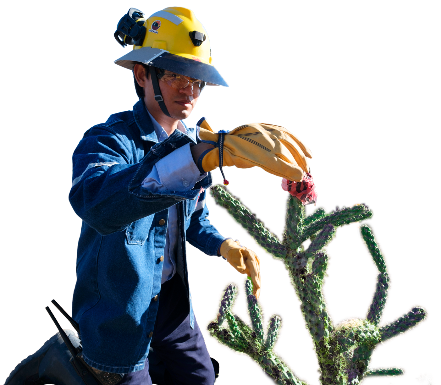 Colaborador de Pe&ntilde;oles con casco y guantes de seguridad inspeccionando un cactus en un entorno des&eacute;rtico