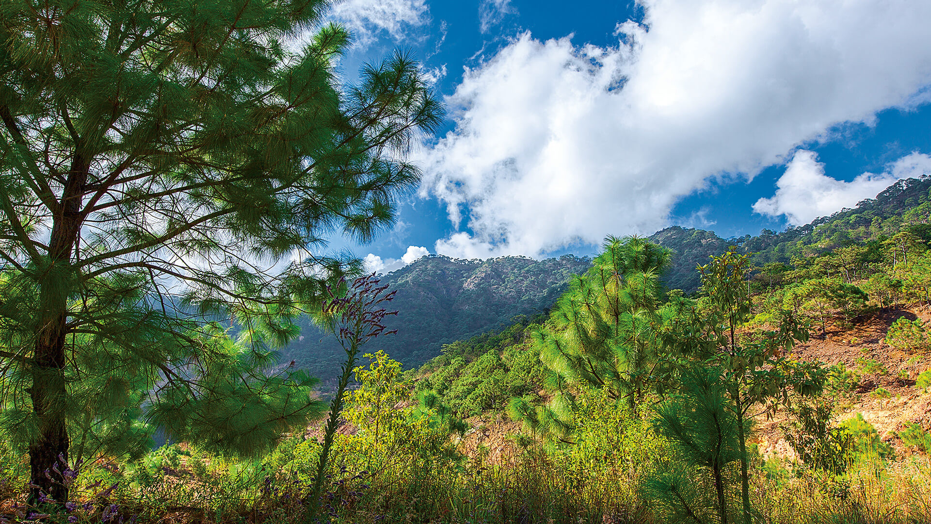 Desempeño Ambiental